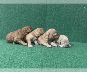 Goldendoodle Puppy for sale in WINTER HAVEN, FL, USA