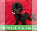 Small Photo #11 Double Doodle Puppy For Sale in LINCOLN, AL, USA