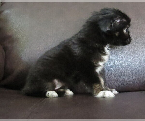 Medium Photo #4 Chihuahua Puppy For Sale in HAYES, VA, USA