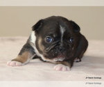 Puppy Biggs French Bulldog