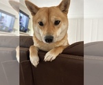 Small Photo #1 Shiba Inu Puppy For Sale in FULLERTON, CA, USA