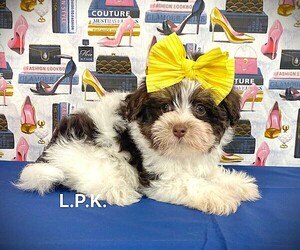 Poodle (Toy)-YorkiePoo Mix Puppy for sale in WINNSBORO, LA, USA