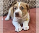 Small #2 Mutt