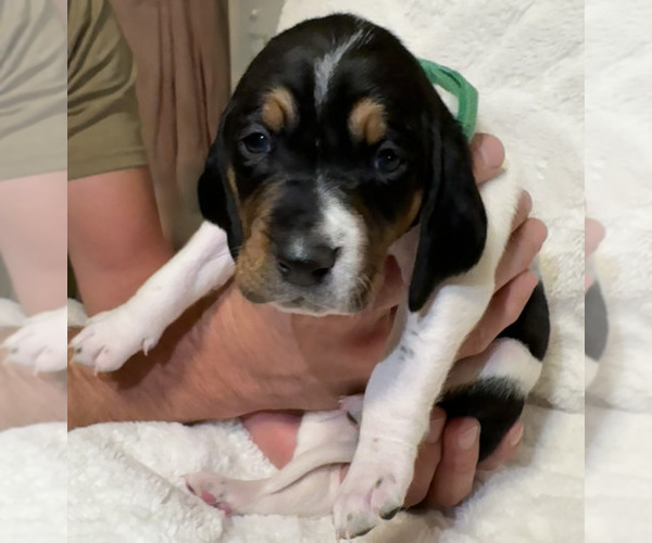 Medium Photo #6 Black and Tan Coonhound-Bluetick Coonhound Mix Puppy For Sale in OAK HILLS, CA, USA