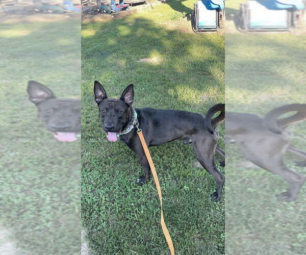 Medium Photo #6 German Shepherd Dog-Unknown Mix Puppy For Sale in Foristell, MO, USA