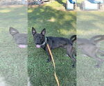 Small #5 German Shepherd Dog Mix