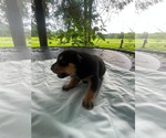 Small Doberman Pinscher-German Shepherd Dog Mix