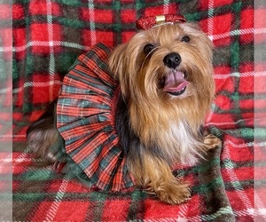 Mother of the Yorkshire Terrier puppies born on 09/26/2023