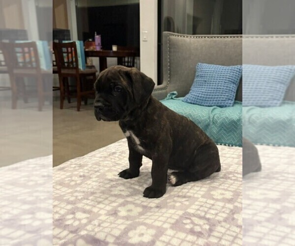 Medium Photo #2 Cane Corso Puppy For Sale in YUCCA VALLEY, CA, USA