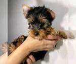 Small Yorkshire Terrier