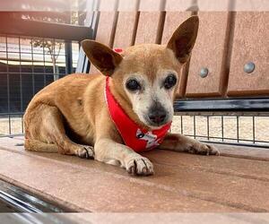 Miniature Pinscher-Unknown Mix Dogs for adoption in Orange, CA, USA