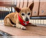Small Miniature Pinscher Mix