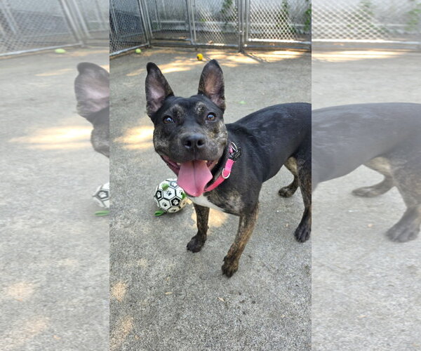 Medium Photo #3 American Staffordshire Terrier-Unknown Mix Puppy For Sale in Rockaway, NJ, USA