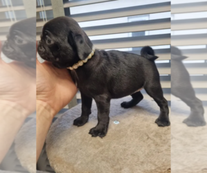 Pug Puppy for sale in SEASCAPE, CA, USA