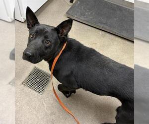 German Shepherd Dog-Unknown Mix Dogs for adoption in HESPERIA, CA, USA