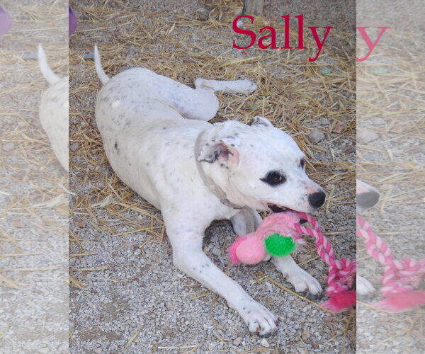 Medium Photo #5 American Bulldog-Unknown Mix Puppy For Sale in Stover, MO, USA