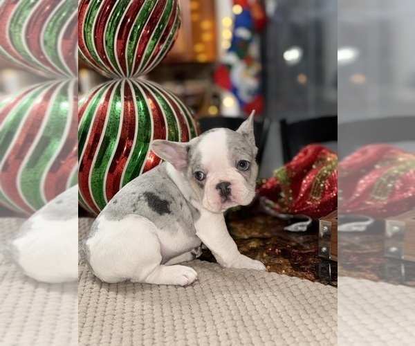 Medium Photo #8 French Bulldog Puppy For Sale in HILTON, NY, USA