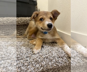 Australian Cattle Dog-Border Collie Mix Puppy for sale in VANCOUVER, WA, USA