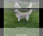 Small Photo #1 English Cream Golden Retriever Puppy For Sale in BISMARCK, ND, USA