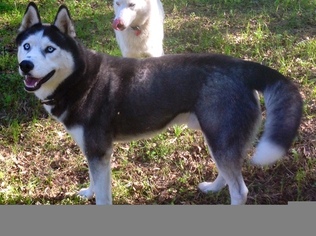 Father of the Siberian Husky puppies born on 03/21/2015