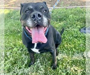 American Pit Bull Terrier-Unknown Mix Dogs for adoption in Sacramento, CA, USA