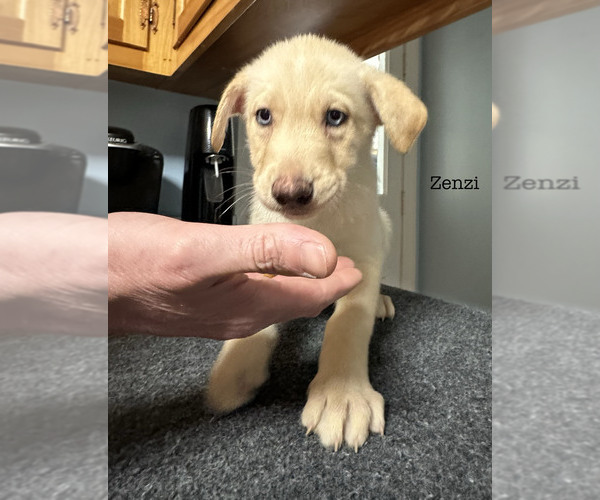 Medium Photo #6 Malinois Puppy For Sale in RICHMOND, VA, USA