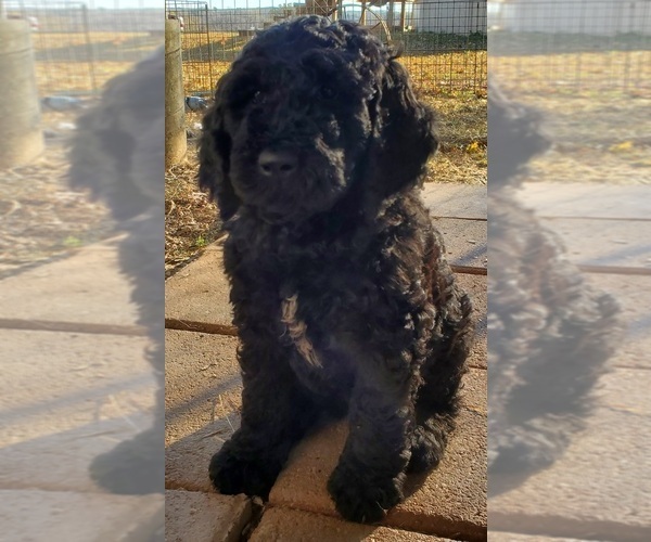 Medium Photo #1 Poodle (Standard) Puppy For Sale in GOWER, MO, USA