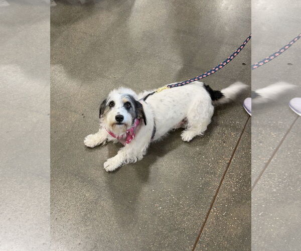 Medium Photo #2 Basset Hound-Petit Basset Griffon Vendeen Mix Puppy For Sale in Omaha, NE, USA