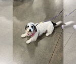 Small #1 Basset Hound-Petit Basset Griffon Vendeen Mix