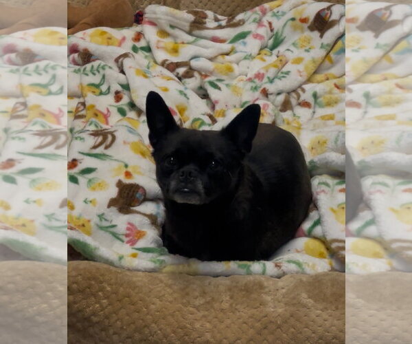 Medium Photo #1 Chug Puppy For Sale in El Centro, CA, USA