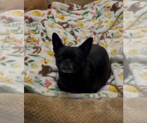 Chug Dogs for adoption in El Centro, CA, USA