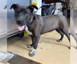 Mutt Dogs for adoption in Chula Vista, CA, USA