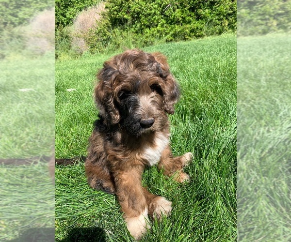 Medium Photo #5 Pyredoodle Puppy For Sale in PRESCOTT, WA, USA