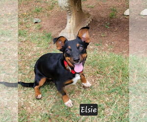 Miniature Pinscher-Unknown Mix Dogs for adoption in Granbury, TX, USA