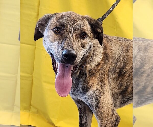 Medium Photo #1 Catahoula Leopard Dog-Great Pyrenees Mix Puppy For Sale in Clinton, OK, USA