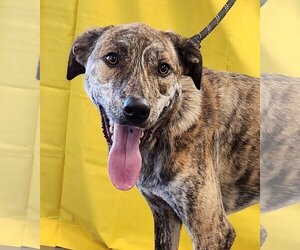 Catahoula Leopard Dog-Great Pyrenees Mix Dogs for adoption in Clinton, OK, USA