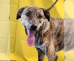 Small Catahoula Leopard Dog-Great Pyrenees Mix