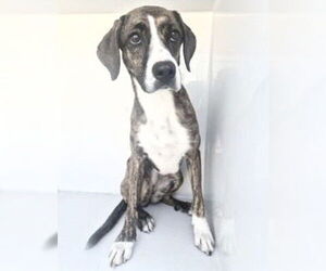 Plott Hound-Unknown Mix Dogs for adoption in Houston, TX, USA