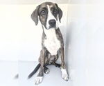 Small Plott Hound Mix