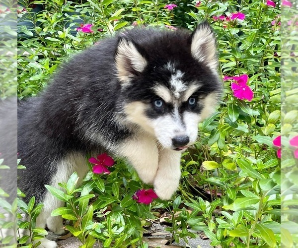 Medium Photo #2 Pomsky Puppy For Sale in WINDERMERE, FL, USA