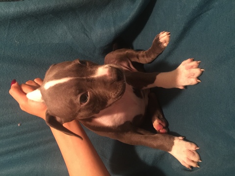 Medium Photo #1 Bulldog Puppy For Sale in MANDEVILLE, LA, USA
