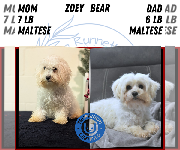 Medium Photo #46 Maltese Puppy For Sale in GOSHEN, IN, USA