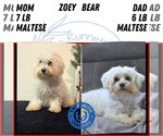 Small Photo #46 Maltese Puppy For Sale in GOSHEN, IN, USA