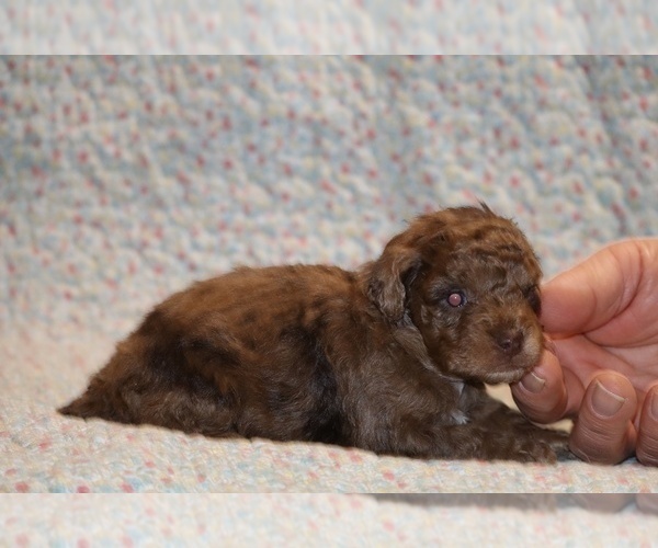 Medium Photo #7 Poodle (Toy) Puppy For Sale in DYERSBURG, TN, USA
