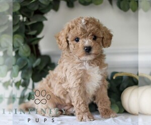 Cavachon-Cavapoo Mix Puppy for sale in GORDONVILLE, PA, USA