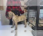 Puppy Red Collar Presa Canario