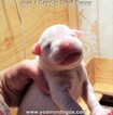 Small Photo #157 Dogo Argentino Puppy For Sale in JANE, MO, USA