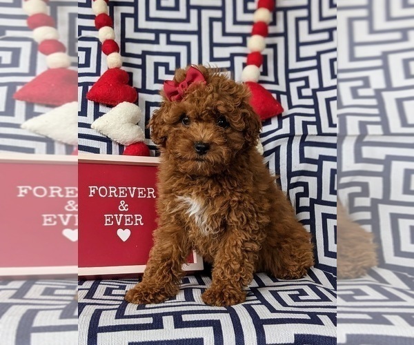 Medium Photo #1 Cavapoo Puppy For Sale in LINCOLN UNIVERSITY, PA, USA