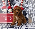Small Photo #1 Cavapoo Puppy For Sale in LINCOLN UNIVERSITY, PA, USA