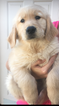 Small Photo #12 Golden Retriever Puppy For Sale in RAMONA, CA, USA